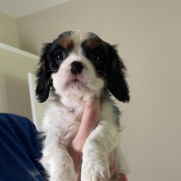 Benz - Tri-color male Cavalier King Charles Spaniel puppy in Melbourne, Florida from Majestic Cavaliers of Melbourne FL
