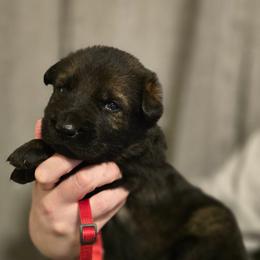 Preacher - Sable male German Shepherd puppy in Ratcliff, Arkansas from Ridgeline Shepherds