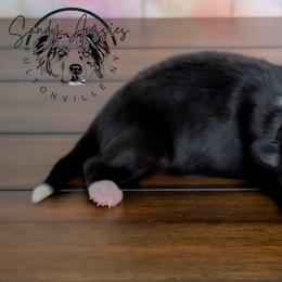 Savannah - Black tri-color female Australian Shepherd puppy in Fultonville, New York from Sandy Aussies & Pomeranians