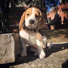 Beagle Puppies from Beagles For home
