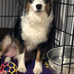 Aussiedoodle Puppies from Ohana Companions