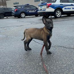 Belgian Malinois Puppies from Battle Road K9