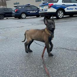 Belgian Malinois Puppies from Battle Road K9