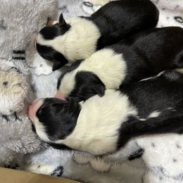Border Collie Puppies from Dragonfly DGL BC Puppies (Champion Lineage)