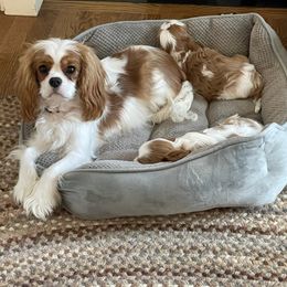 Cavalier King Charles Spaniel Puppies from Wrenwood Cavalier King Charles Spaniels