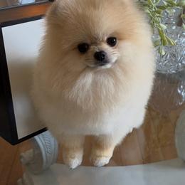 Pomeranian puppies from Pomeranians DelReal
