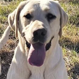 Labrador Retriever puppies from Five Star Labradors