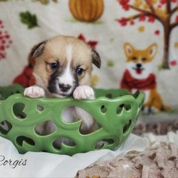 Pembroke Welsh Corgi Puppies from Colton Corgis