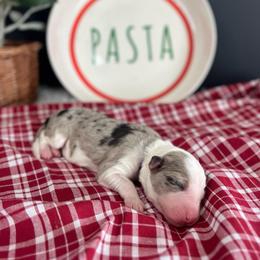 Shells - White and blue merle female Bordoodle puppy in Valley Center, California from Circle R Valley Bordoodls