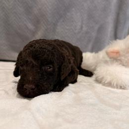 Oakley - Brown male Poodle puppy in Cleveland, Texas from Jolley Poodles