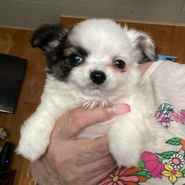 Brody - Black and white male Chihuahua puppy in Red Bluff, California from Aye Chihuahua