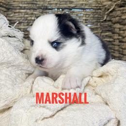 Marshall - Black and white male Pomsky puppy in Grass Valley, California from Karalot Pomskies