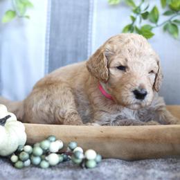 Annie - Parti female Goldendoodle puppy in Cherry Creek, New York from Doodles Pups of NY