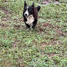 Lucy - Cardigan Welsh Corgi