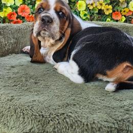 Brown Boy Garrett - Black white and brown male Basset Hound puppy in Foley, Alabama from Jubilee Basset Hounds