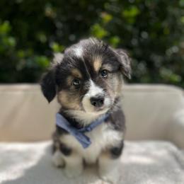 Stout - Black and tan male Pembroke Welsh Corgi puppy in North East, Maryland from Potato Patch