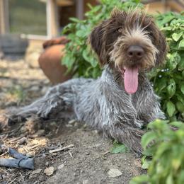 Belle - Wirehaired Pointing Griffon
