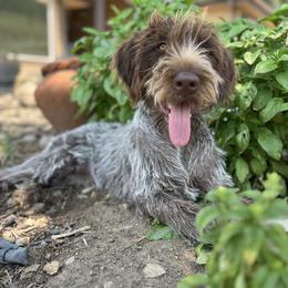 Belle - Wirehaired Pointing Griffon