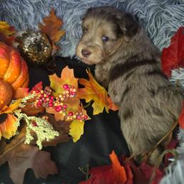 Reese - Parti female Miniature Schnauzer puppy in Calera, Alabama from Burnett Cove Kennels