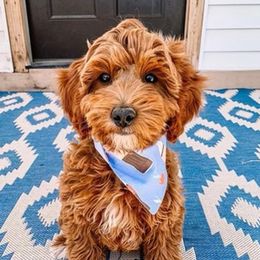 George - Goldendoodle