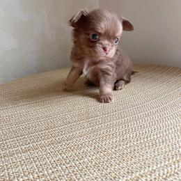 Chihuahua Puppies from Cloud9 Chihuahuas