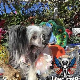 Ksenia - Chinese Crested