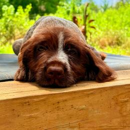 Tucker - Brown and gray male Wirehaired Pointing Griffon puppy in Shelbyville, Texas from AndersonK9Kennels Bayou Beards