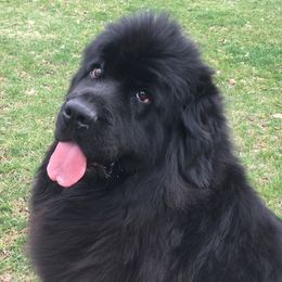 Newfoundlands from Greenwood Newfoundland’s