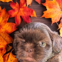 Milo - Chocolate male Shih Tzu puppy in Claxton, Georgia from Small Pawz Kennel