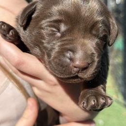 Chocolate Boy - Chocolate male Labrador Retriever puppy in Boise, Idaho from Wings of Freedom Retrievers and Malinois