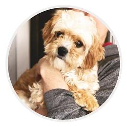 Girl 1 - female Cavachon puppy in Burlington, Iowa from Pleasant Home Puppies