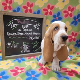 Basset Hound puppies from Yankee Bassets