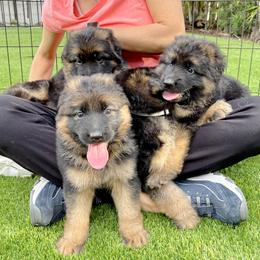 German Shepherd Puppies from Broward Shepherds