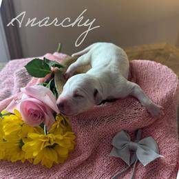 Anarchy - White and black female Dalmatian puppy in Mount Vernon, Missouri from Spots & Spirals