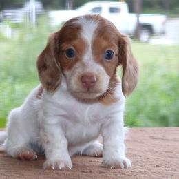 Mitchel Purebred DNA Tested Parents Health Certified Family Raised - Piebald male Dachshund puppy in Haines City, Florida from Divine Poodle Paradise Standard Poodles & Divine Dachshunds