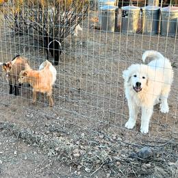 Great Pyrenees Puppies from Outlaw Acres Kennels