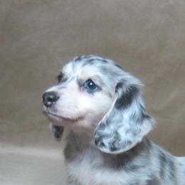 Indy - Dapple female Dachshund puppy in Pana, Illinois from Doxie Waggin Tails