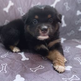 Star (black tri) - Black tri-color female Australian Shepherd puppy in Okeechobee, Florida from Rothsolid Puppies