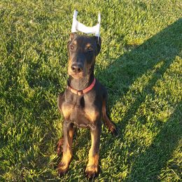 Doberman Pinschers from Vondalyn Dobermans