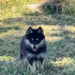 Yorick - Tri-color male Pomsky puppy in Boonville, Indiana from Elysian Pomskies