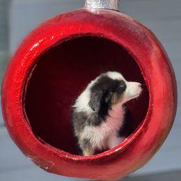 Girl 1 - female Miniature American Shepherd puppy in Nolensville, Tennessee from Sweetheart Miniature American Shepherds