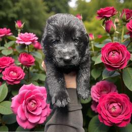 Orion - Black male German Shepherd puppy in Oakland, Oregon from VHM German Shepherds