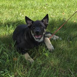 Black boy (Bear) - Black and tan male Lapponian Herder puppy in Hunt, New York from Onnellinen Kennels Lapponian Herders