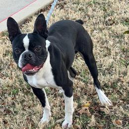 Rocky - Boston Terrier