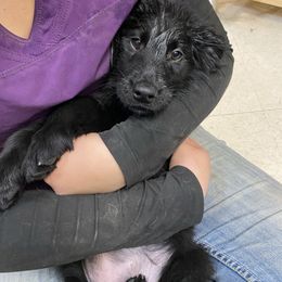 Slushie (blue) - Black female Flat-Coated Retriever puppy in Park Rapids, Minnesota from Catori