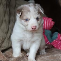 Yellow Collar - Lilac merle female Border Collie puppy in Courtland, Alabama from C Bar C Ranch Border Collies