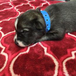 AKC Lancelot - Agouti and white male Siberian Husky puppy in Cedarville, Ohio from Evereve Kennels