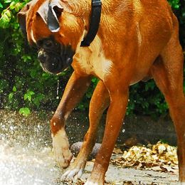 Boxers from Notloc von Galileo