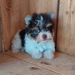 Boy 3 - Parti male Yorkshire Terrier puppy in Jamestown, Tennessee from Green Ridge
