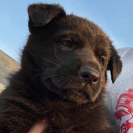 BRIGHT - green collar - Black female German Shepherd puppy in Coats, North Carolina from T'S SHEPHERDS
